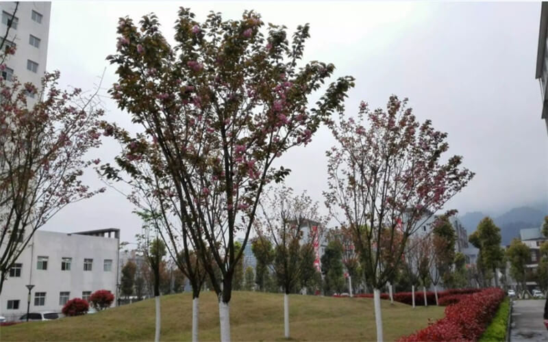 2024年重庆旅游职业学院中西面点工艺专业在山东录取分数线参考