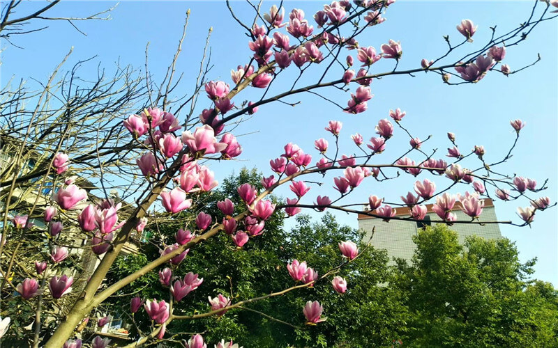 重庆三峡职业学院智能工程机械运用技术专业在重庆招生录取分数(历史类)：354分