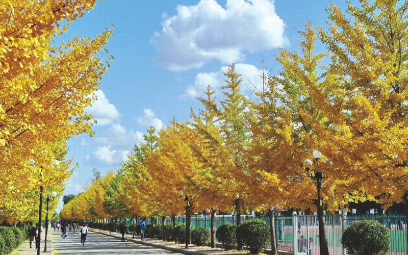 2024年沈阳农业大学中草药栽培与鉴定专业在辽宁录取分数线参考