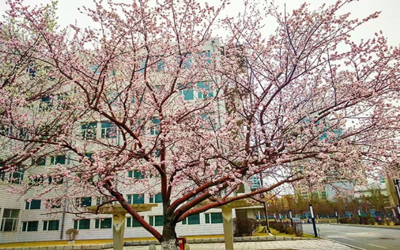 长春工程学院建筑环境与能源应用工程专业在浙江招生录取分数(综合)：534分