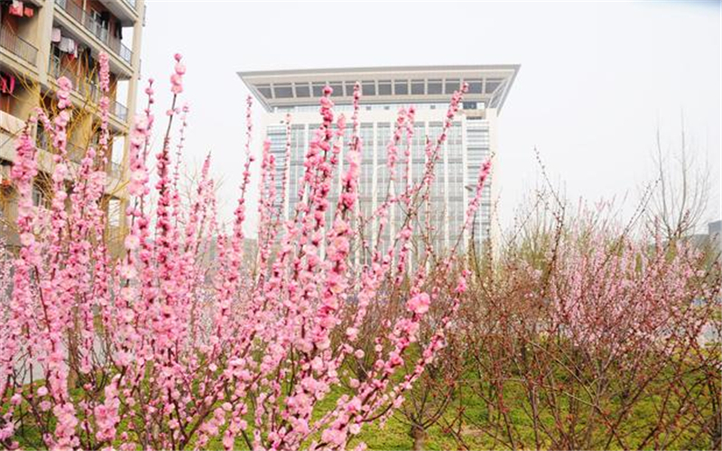 2023年河南财经政法大学在重庆招生专业有哪些？学费是多少？