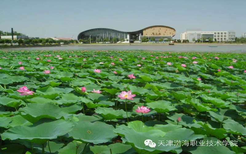 河北历史类考生排多少名可以上天津渤海职业技术学院食品检验检测技术专业?