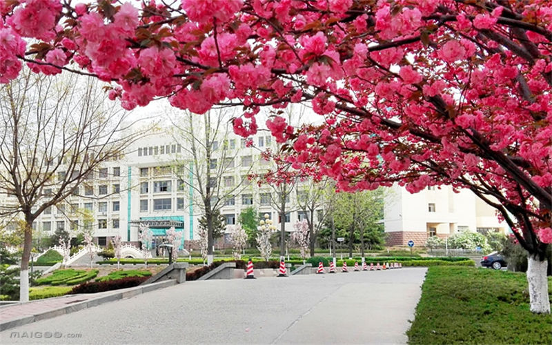 2023年泰山学院在内蒙古招生专业及招生人数汇总