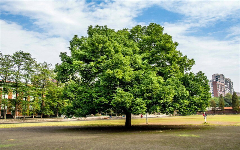 ★湖南工程学院应用技术学院2022西藏招生计划_湖南工程学院应用技术学院2022西藏招生专业及招生人数汇总