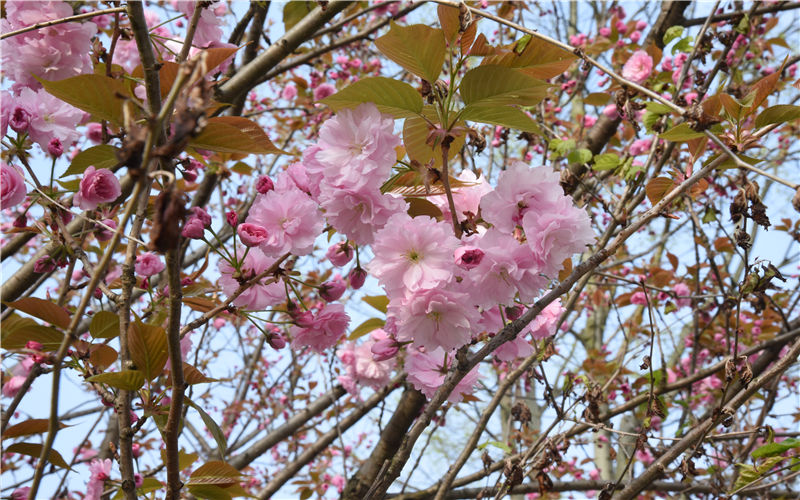 阿坝师范学院思想政治教育（师范类）专业在山东招生录取分数(综合)：496分