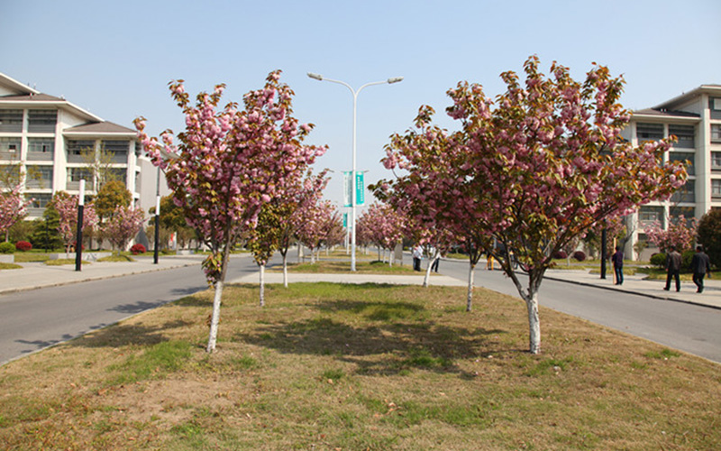 南京邮电大学通达学院物联网工程（嵌入式培养）专业在重庆招生录取分数(物理类)：460分