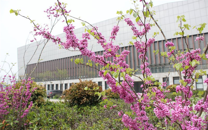 2023年合肥学院在广西招生专业及招生人数汇总