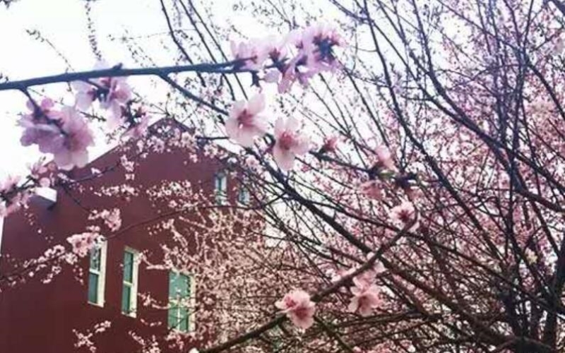 2024考生参考：2023辽阳职业技术学院学前教育（师范类）专业在内蒙古招生录取分数及录取位次