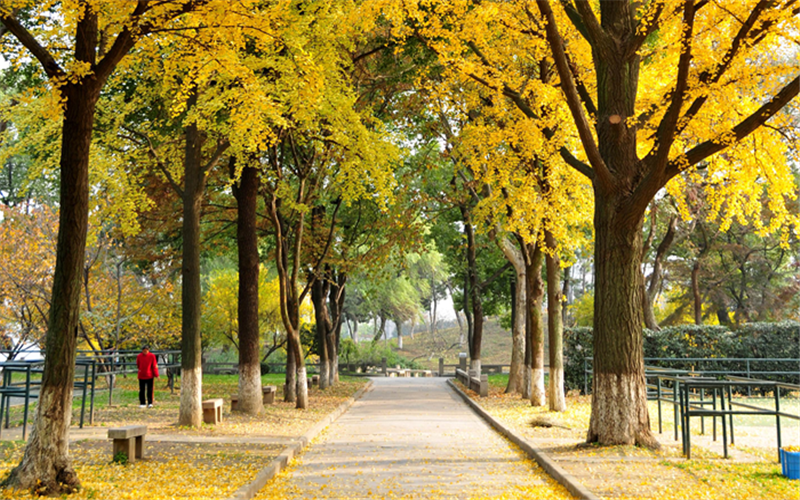 2023年苏州大学在广西招生专业及招生人数汇总