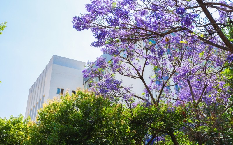 河北物理类考生排多少名可以上云南医药健康职业学院医学检验技术专业?