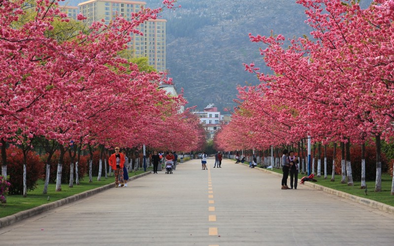 2022年云南医药健康职业学院在浙江招生专业及招生人数汇总（2023考生参考）