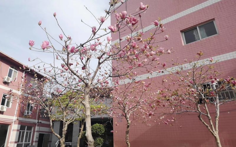 福州科技职业技术学院酒店管理与数字化运营专业录取分数线【福建高考历史类】