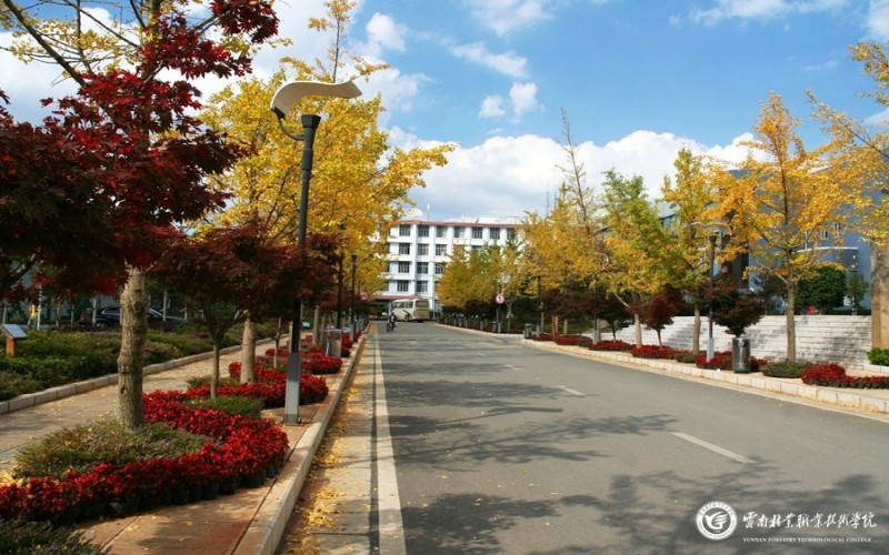 重庆历史类考生排多少名可以上云南林业职业技术学院林业技术专业?