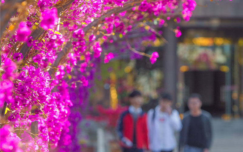 2023年攀枝花学院在湖南招生专业及招生人数汇总(2024考生参考)