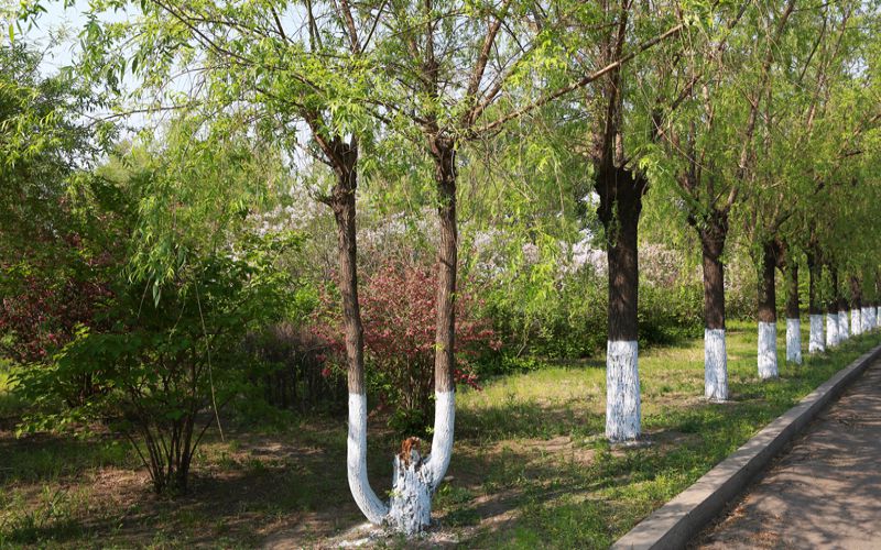 2024考生参考：2023黑龙江护理高等专科学校口腔医学专业在辽宁招生录取分数及录取位次