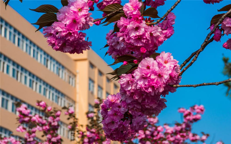 青岛大学纺织工程（地方专项计划）专业在山东招生录取分数(综合)：530分