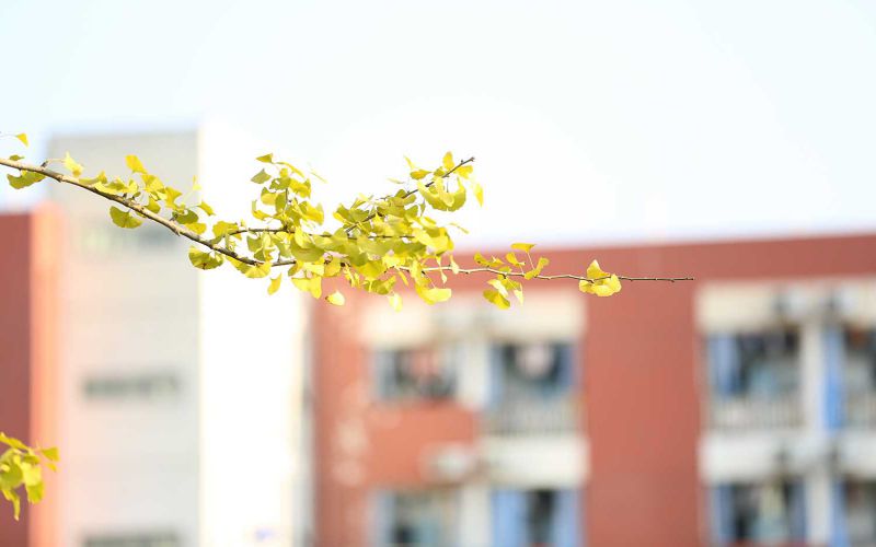 四川幼儿师范高等专科学校学前教育专业（一 ）录取分数线【四川高考文科】