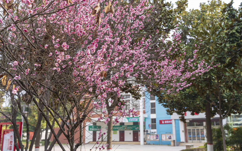 河南工业职业技术学院机电一体化技术专业在辽宁招生录取分数(物理类)：355分