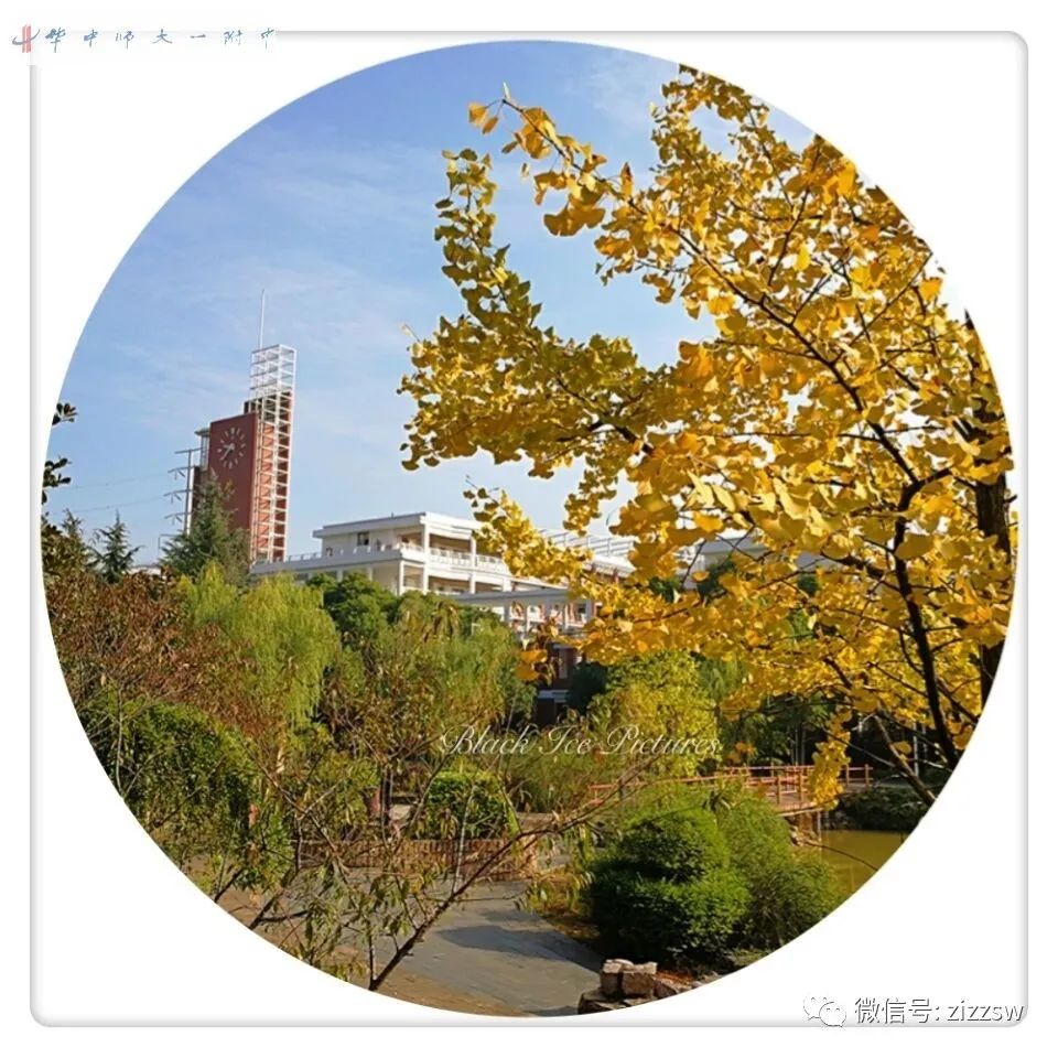 全国高中校园秋景实拍，哪一个惊艳到你？2020最美校园等你来选
