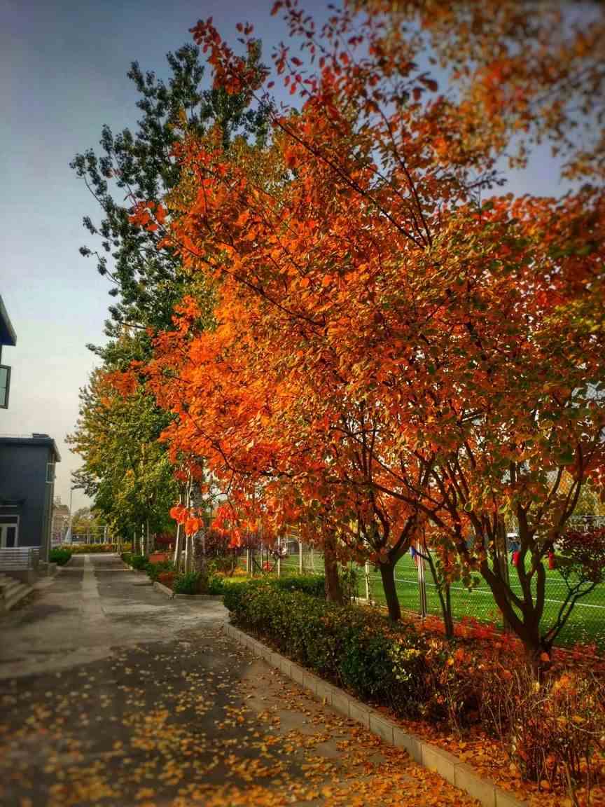 全国高中校园秋景实拍，哪一个惊艳到你？2020最美校园等你来选