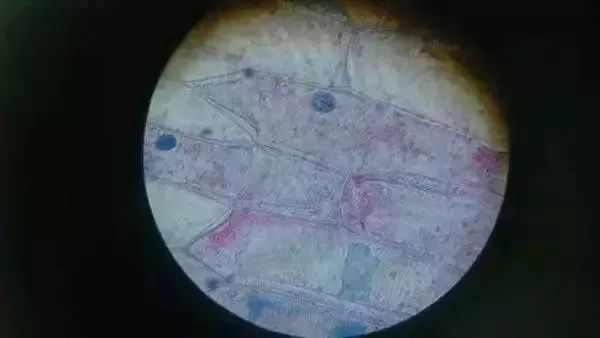 生物16大实验原理解析，高中生必备！