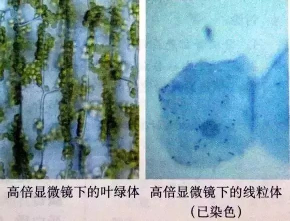 生物16大实验原理解析，高中生必备！