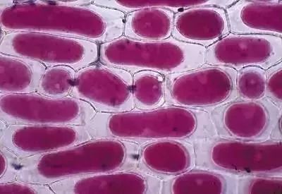 生物16大实验原理解析，高中生必备！