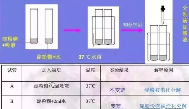 生物16大实验原理解析，高中生必备！