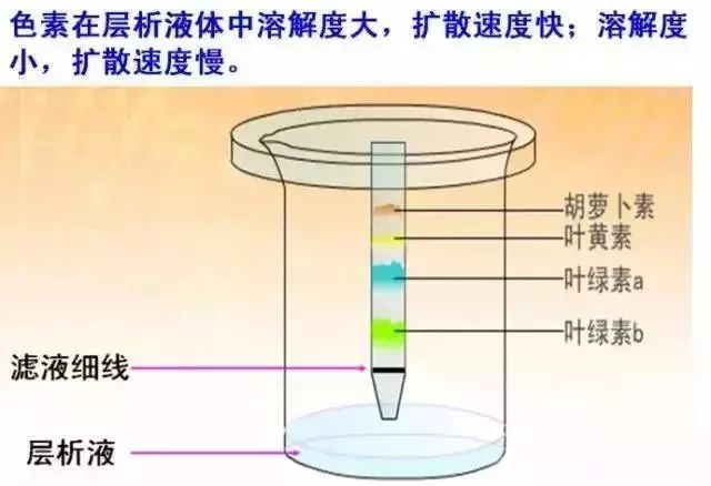 生物16大实验原理解析，高中生必备！