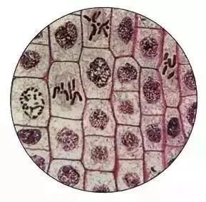 生物16大实验原理解析，高中生必备！