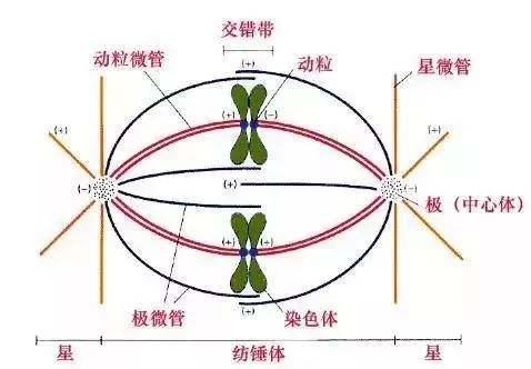 生物16大实验原理解析，高中生必备！