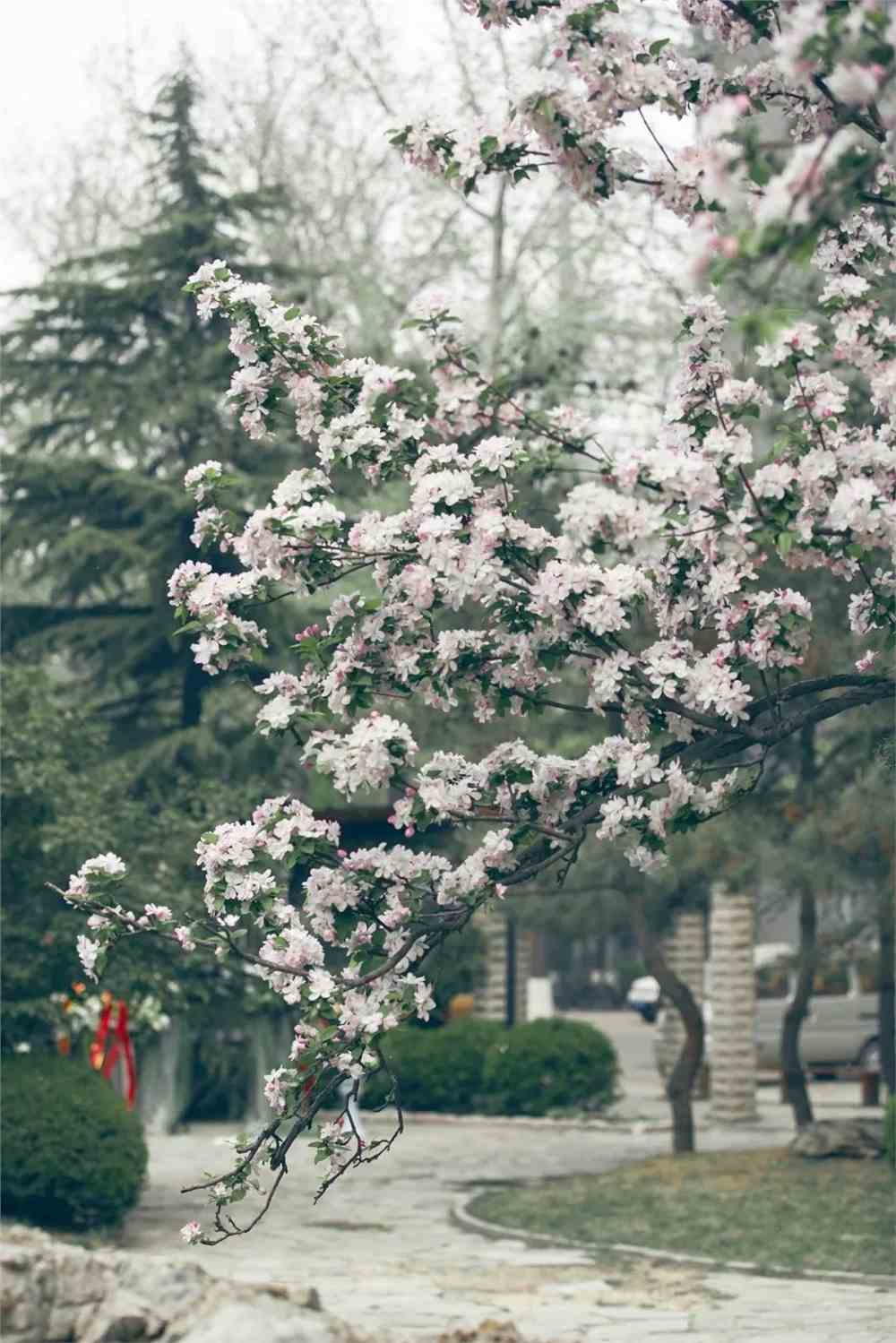 实拍！50所高校校花大PK~