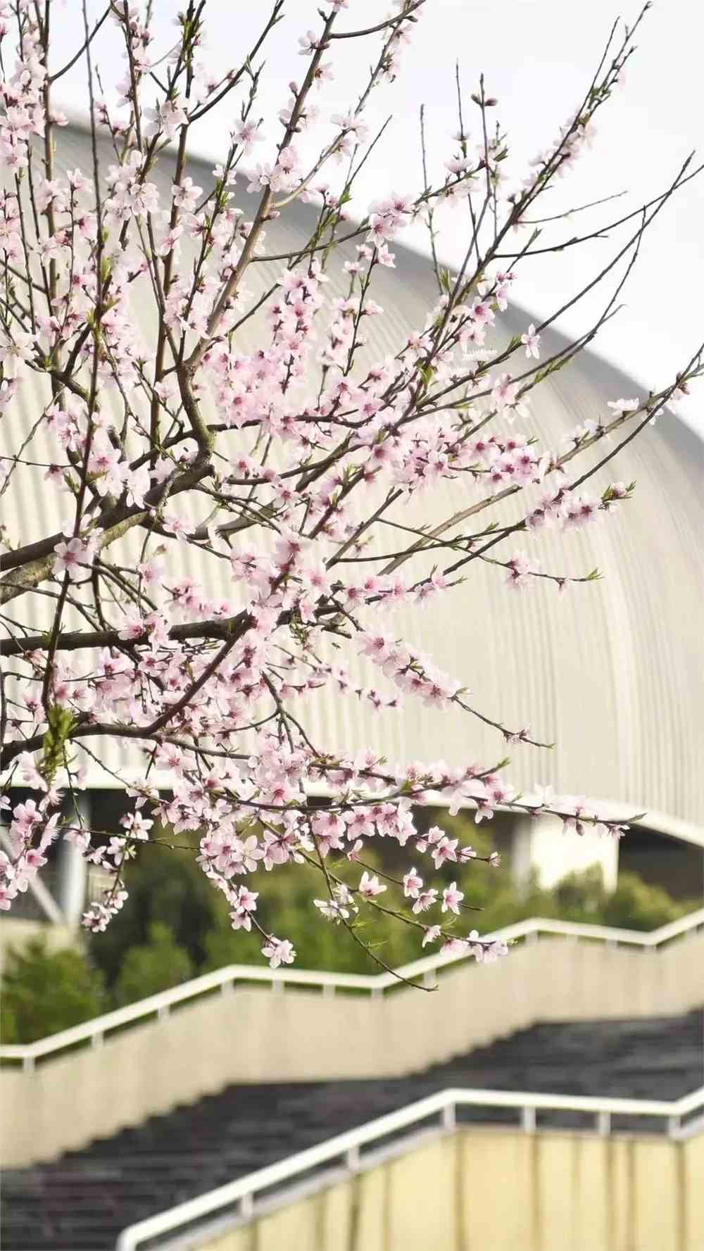 实拍！50所高校校花大PK~