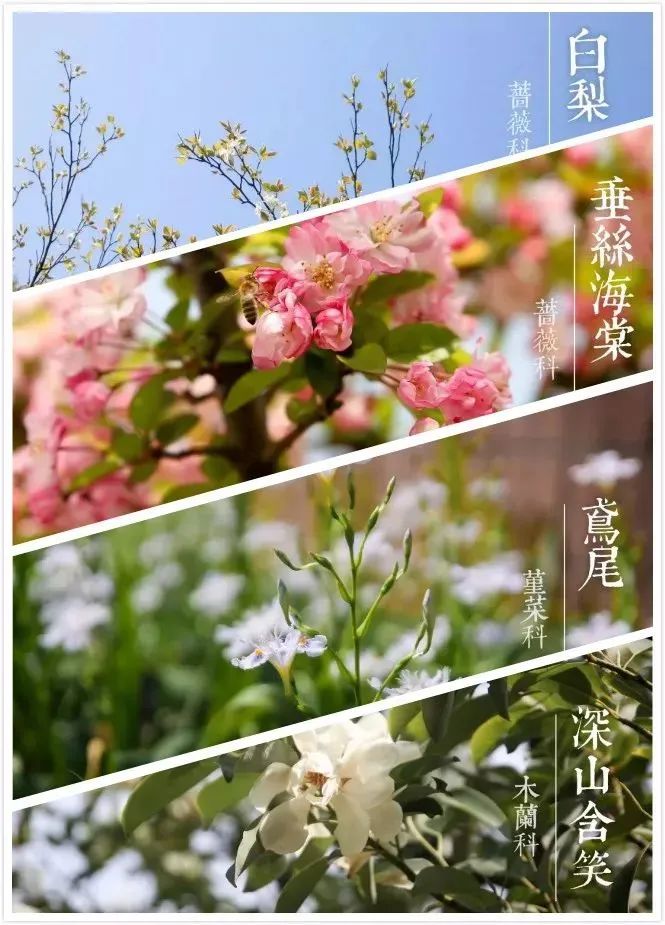 实拍！50所高校校花大PK~