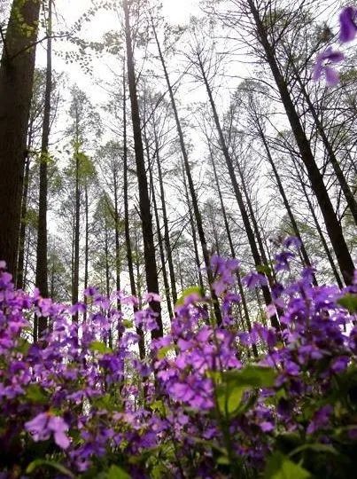 实拍！50所高校校花大PK~