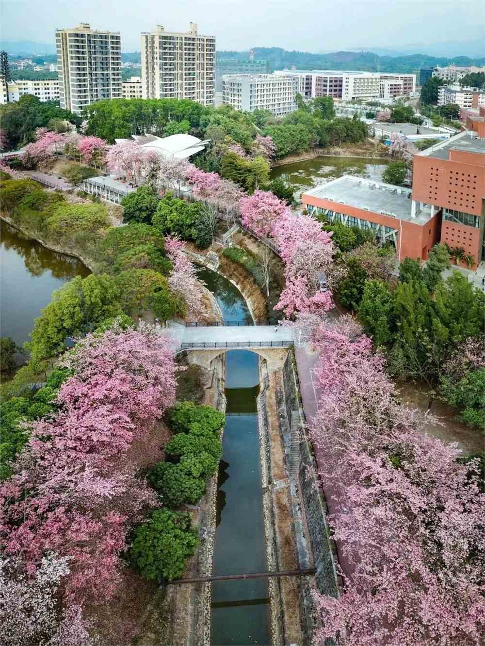 实拍！50所高校校花大PK~