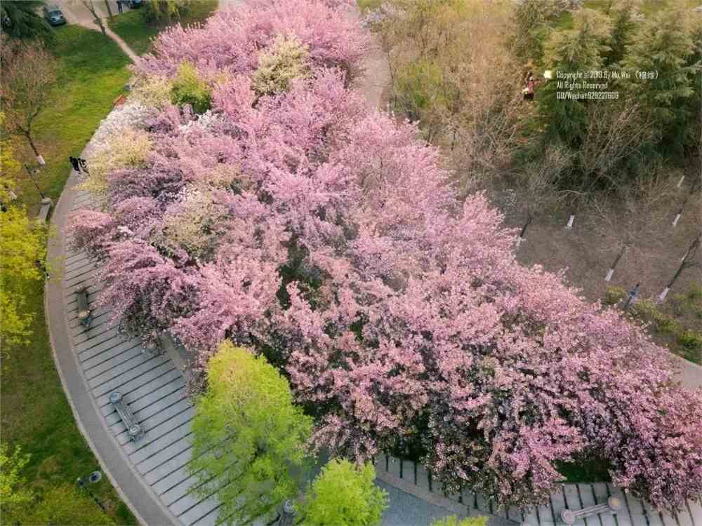 实拍！50所高校校花大PK~