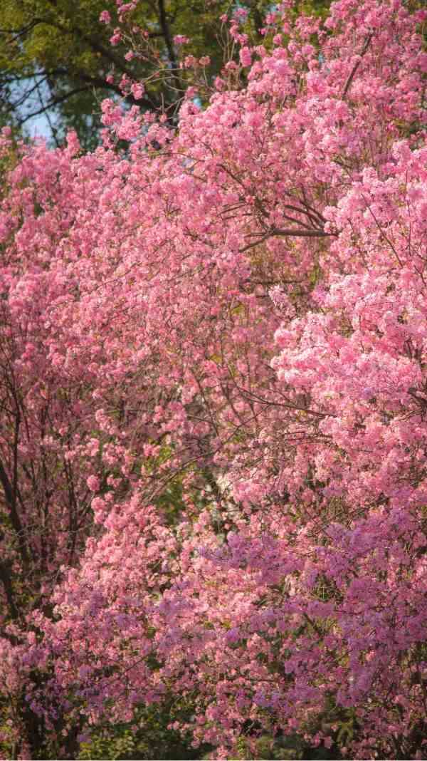 实拍！50所高校校花大PK~