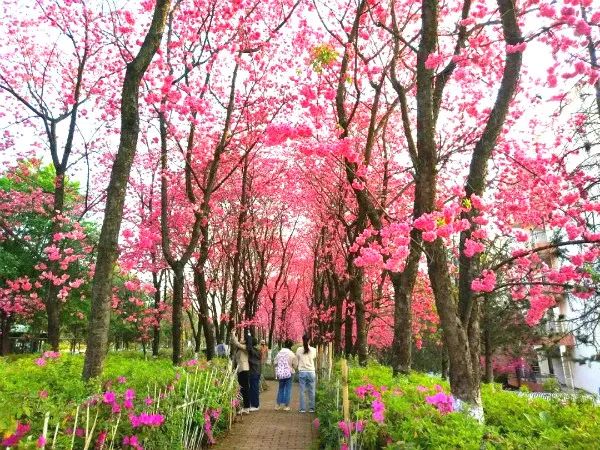 实拍！50所高校校花大PK~