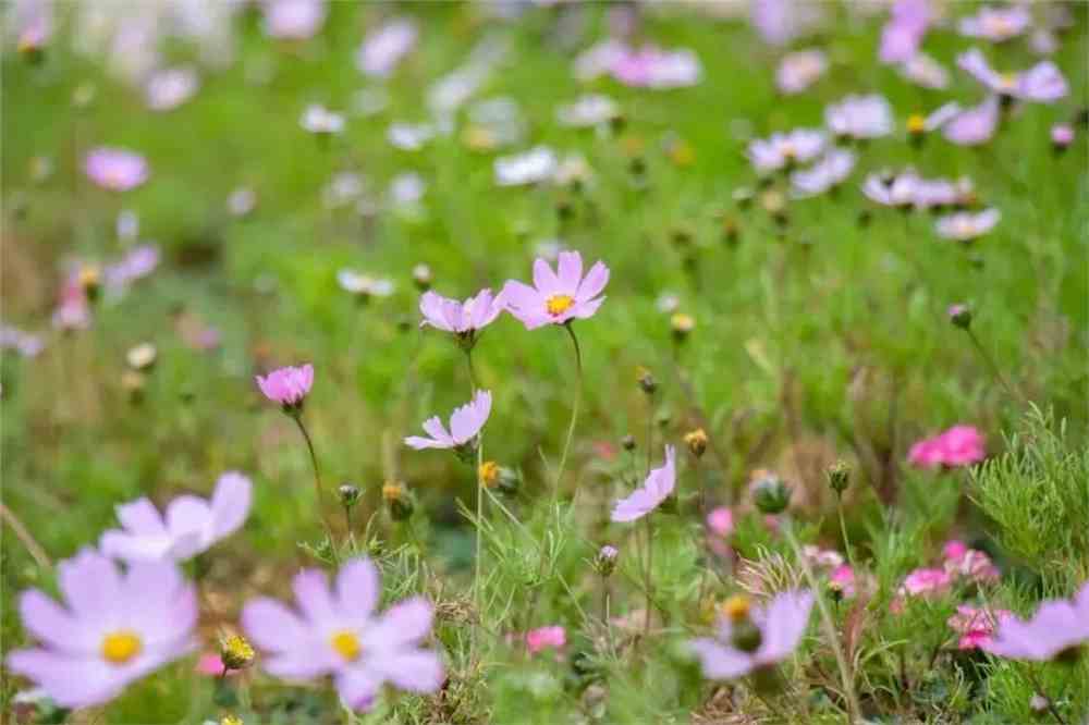 实拍！50所高校校花大PK~