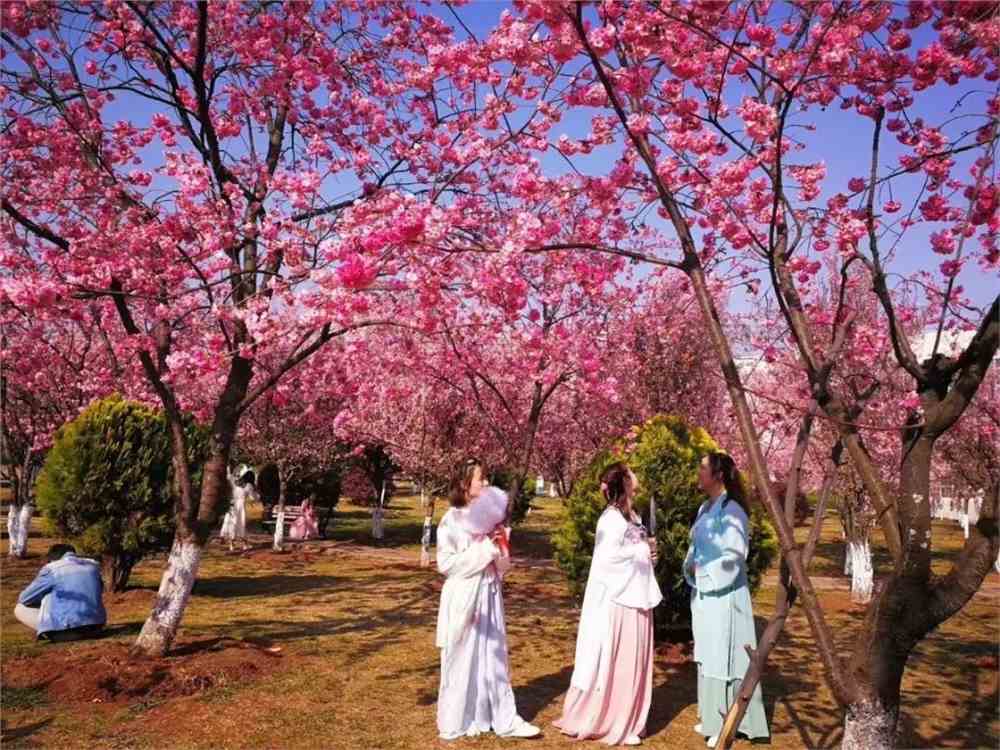 实拍！50所高校校花大PK~