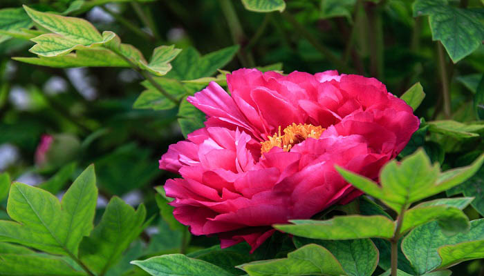 摄图网_500489396_花（企业商用）.jpg