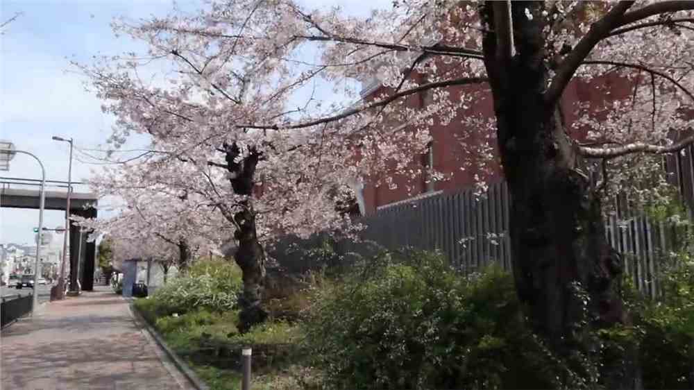 大连有哪些日本留学机构？