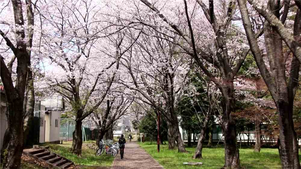 为什么很多人都去日本留学？