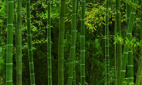 描写竹子的四字词语