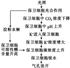 气孔是植物叶片表皮上成对的保卫细胞之间的孔隙，是植物与外界进行气体交换的门户。下图是有关气孔张开调节机理的简图，请回答：(1)由图可知，_____高中生物题库