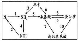 如图表示几种含氮物质之间相互转化的关系，下列关于此图的叙述，正确的是[ ]A．能进行1过程的生物一定可以在无氮培养基_高中生物题库