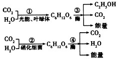 分析下列反应式，①②③④所代表的生理过程依次是[ ]A．化能合成作用、乳酸发酵、有氧呼吸、细胞呼吸B．光合作用、化能_高中生物题库