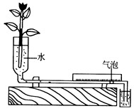 如图为测定植物生理作用的简易装置，整个装置是密封且充满水的，仅细管中留有一个气泡。根据标尺可计算出气泡移动的距离，进而计算出水分变化的数量。这一数量_高中生物题库