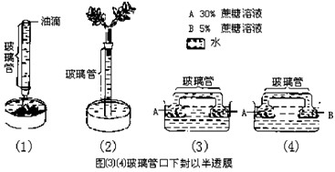 下图是研究植物水分代谢的4个实验装置，请判断实验开始后，玻璃管内的水是否流动及流动方向(无流动以×表示，流动方向以↓、↑、→、←表示)。下面四个选项_高中生物题库